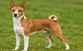 Basenji