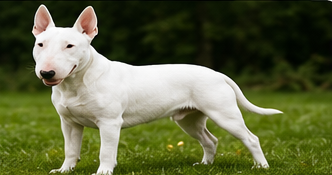 Bull Terrier