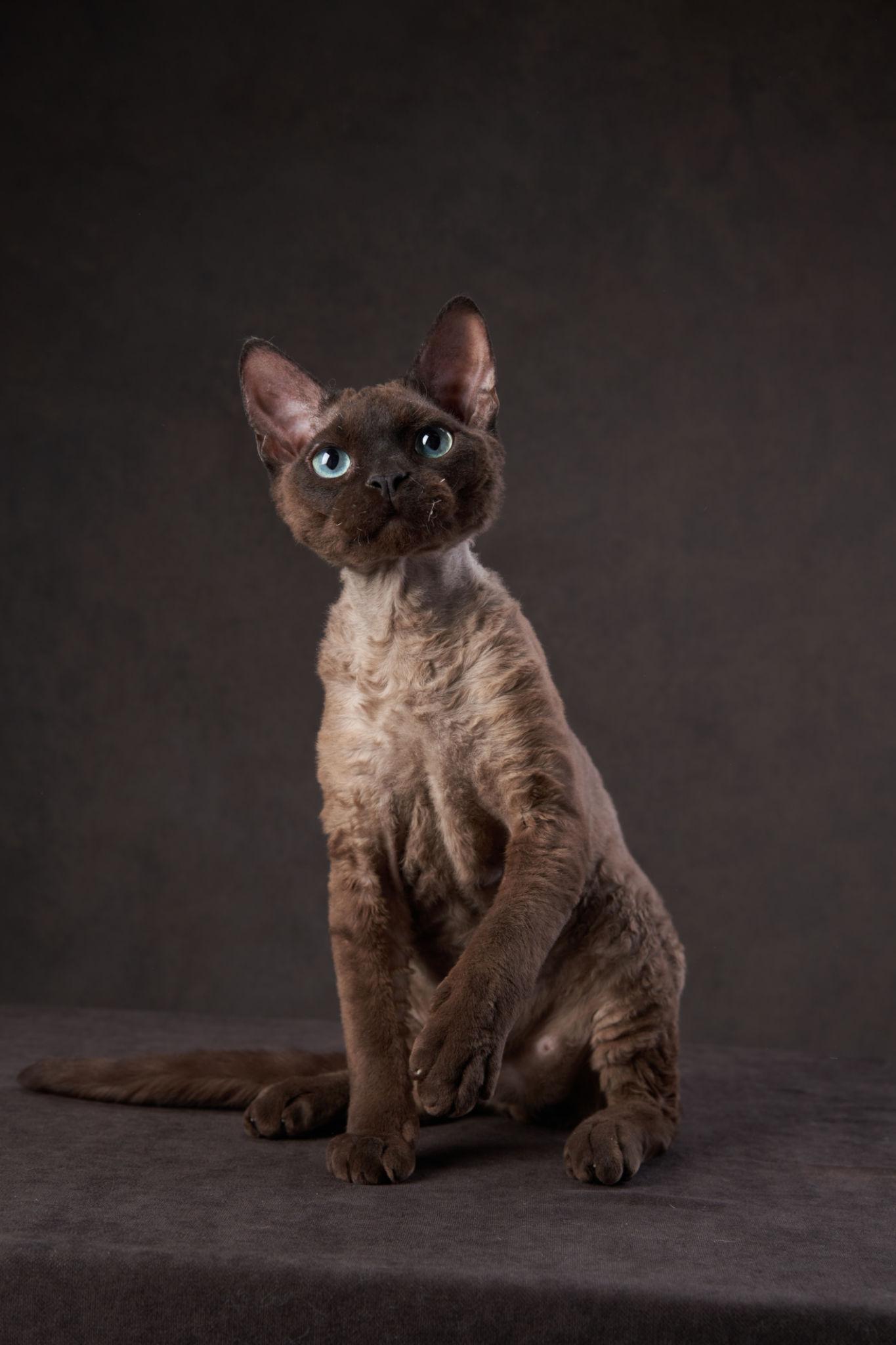 Devon Rex