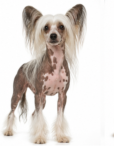Kinesisk Nakenhund