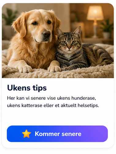 Ukens tips