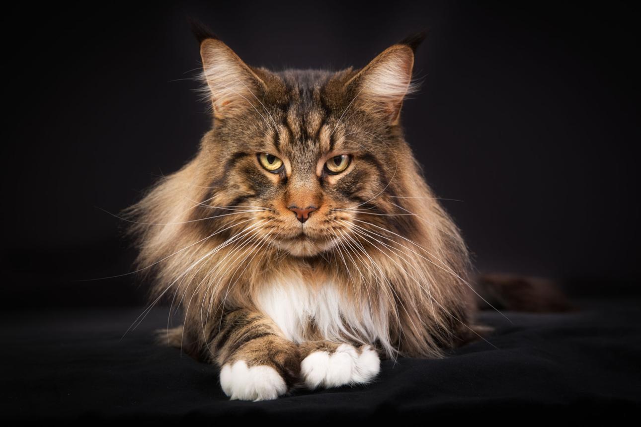 Maine Coon