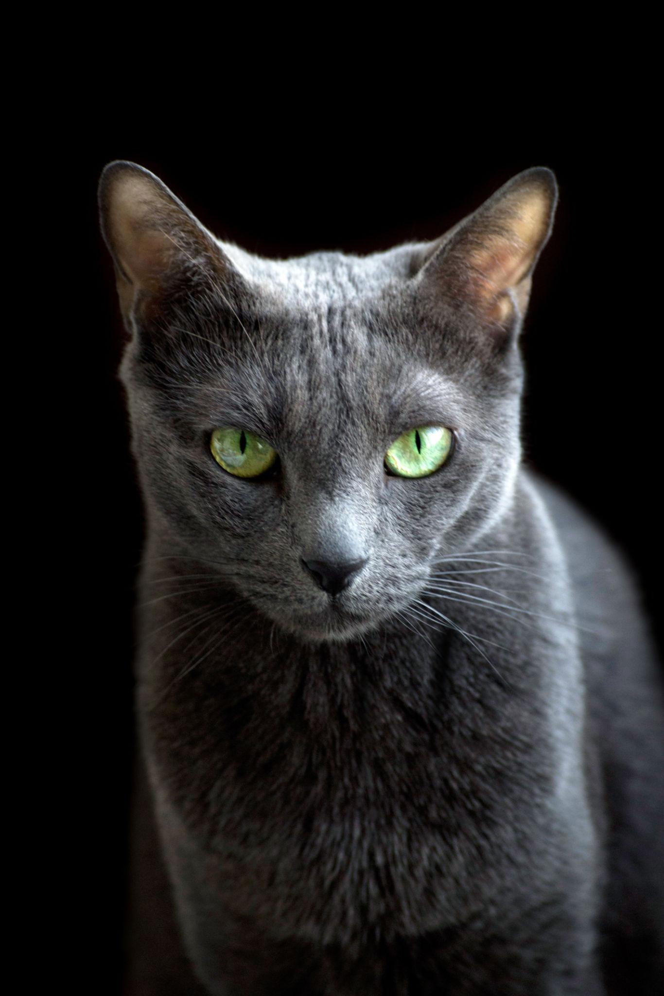 Russian Blue