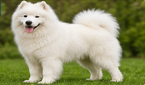 Samojed