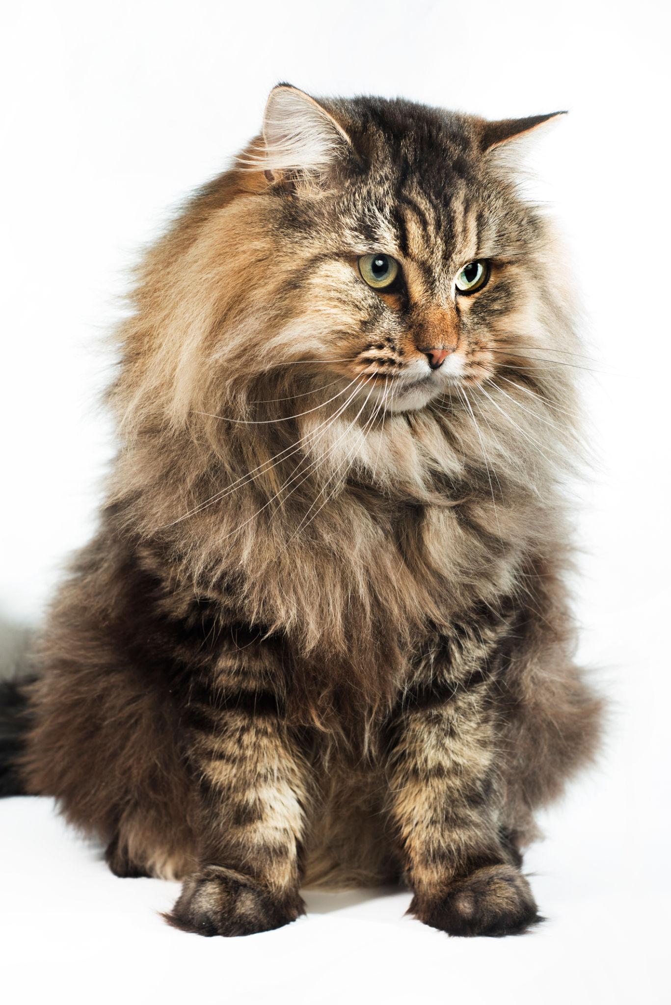 Sibirsk Katt