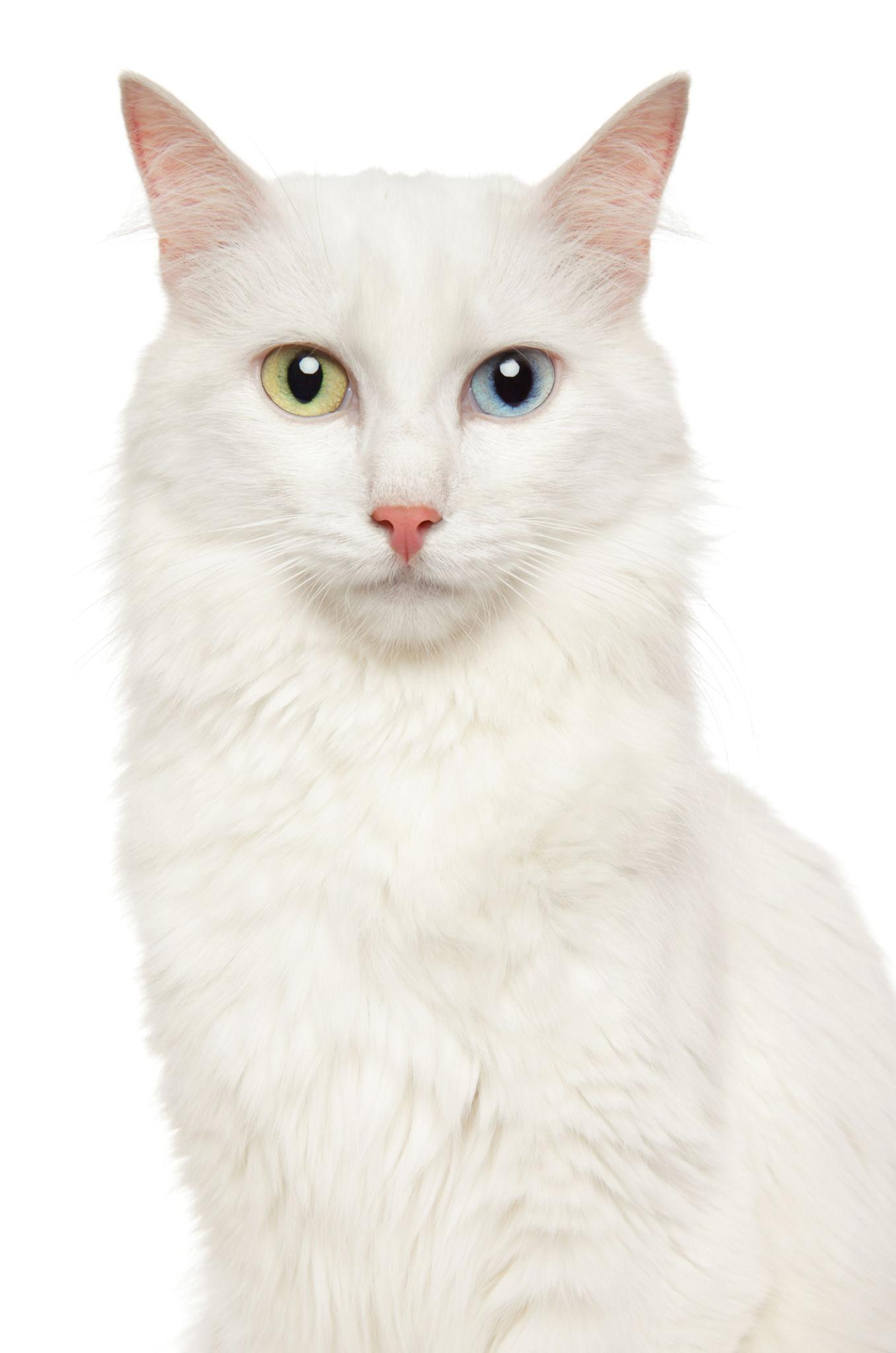 Tyrkisk Angora